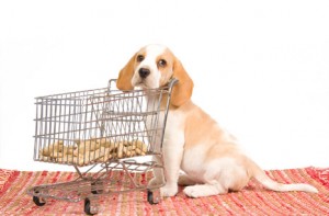 General Image - Puppy Shopping